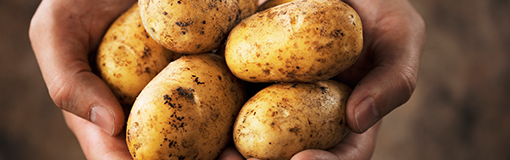 Data sheet on the French potato