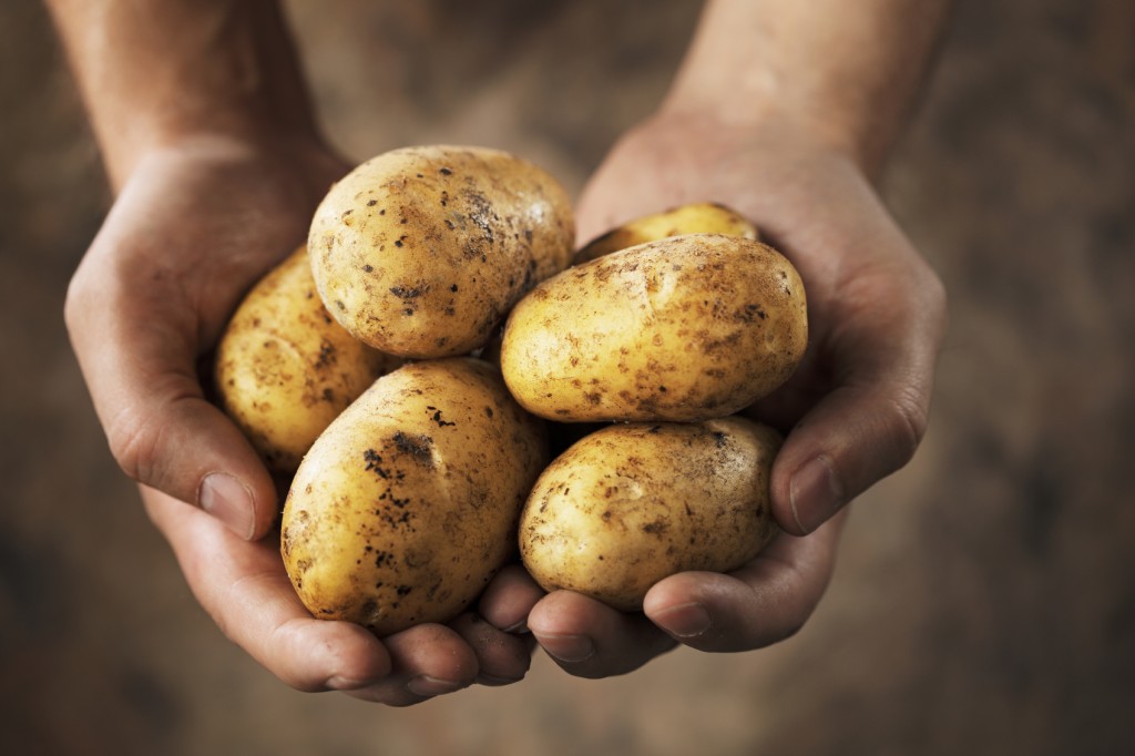 Hands holding dirty harvested potatoes