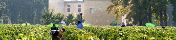 2014 grape harvests: a tense wait for wine-makers and a promising vintage