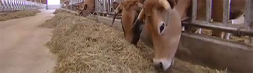 [Vidéo] La viande éthique