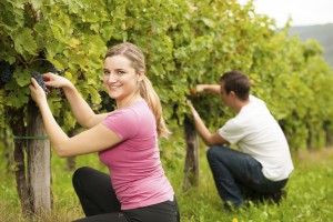 Harvest in vineyard