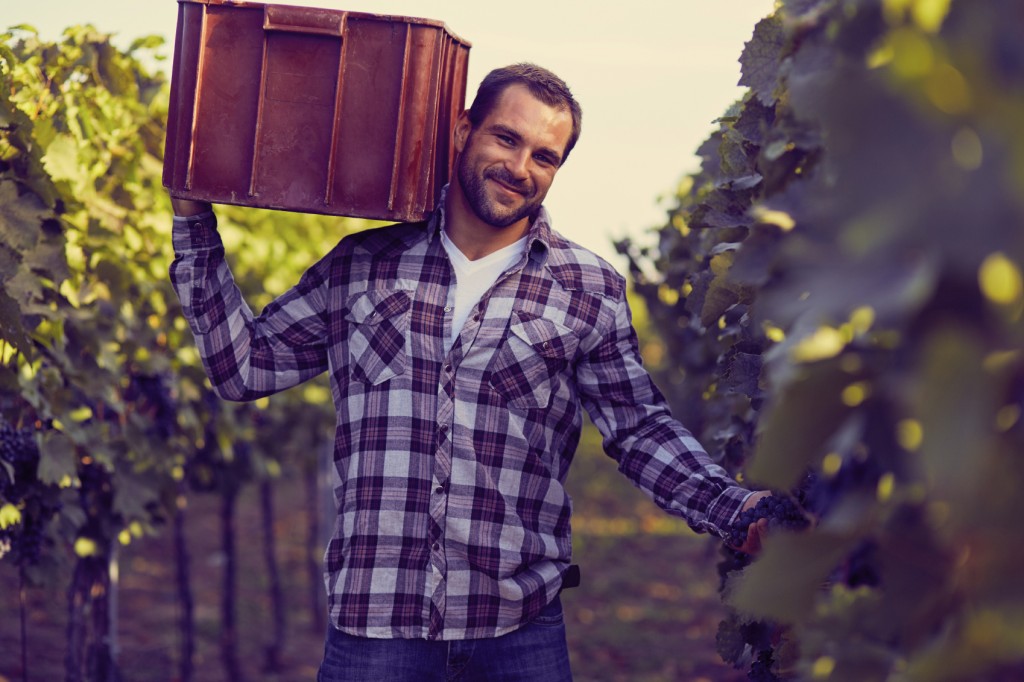 Man carries a box on grapes at harvesting in the vineyard, toned.